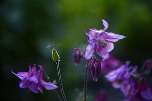 Yellow and blue flowers of the Ranunculaceae catchment in the evening in the light of the sun photo