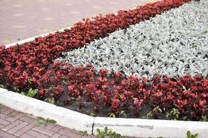 un lecho de flores rojas y grises en la ciudad en verano foto