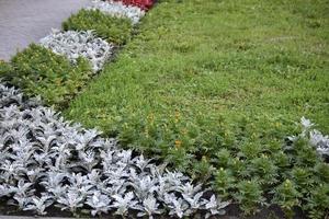 A bed of red and gray flowers in the city in summer photo