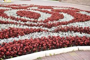 un lecho de flores rojas y grises en la ciudad en verano foto