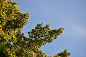 Green crown of a spring tree against a blue sky photo