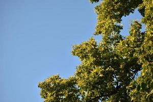 Green crown of a spring tree against a blue sky photo