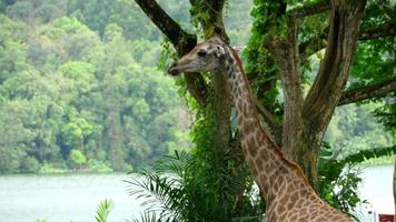 Giraffe against of some green trees, national park video