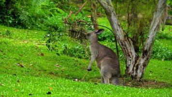 canguro gris salvaje comiendo hierba en un parque safari