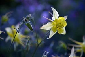 Yellow and blue flowers of the Ranunculaceae catchment in the evening in the light of the sun photo