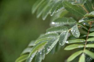 Rowan leaves with water drops close-up in summer photo