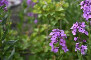 Purple flowers Evening party hesperis night violet in the garden photo