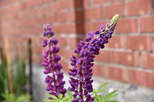 Lupin o Wolf Bean lupinus es un género de plantas de la familia de las leguminosas foto