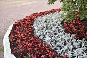 un lecho de flores rojas y grises en la ciudad en verano foto