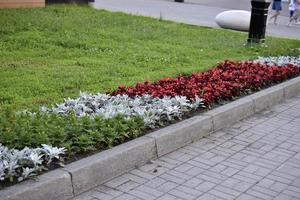 un lecho de flores rojas y grises en la ciudad en verano foto