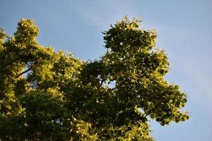 Green crown of a spring tree against a blue sky photo