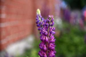 Lupin o Wolf Bean lupinus es un género de plantas de la familia de las leguminosas foto