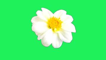 Realistic white flower blooming on green background.