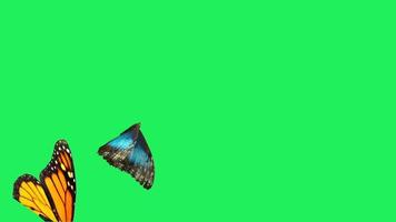 Realistic colorful butterflies flying on green background. video