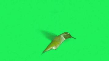 green screen birds