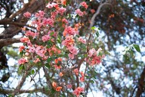Beauty of Bougenvillea photo