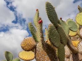 la isla canaria lanzarote en españa foto