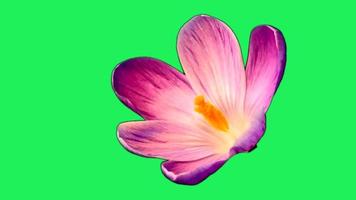 Realistic pink flower blooming on green background. video