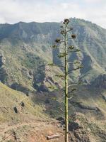 tenerife island in spain photo