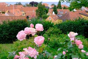 Tallinn city in estonia photo