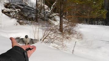 Titmouse birds in man's hand eats seeds, winter, slow motion video