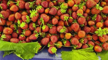 deliciosa fruta orgánica fresa video