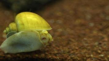 caracol manzana en el agua de un acuario video