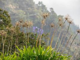 la isla portuguesa madeira foto