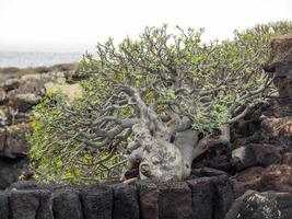 the canary island lanzarote in spain photo