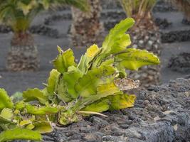 the canary island lanzarote in spain photo