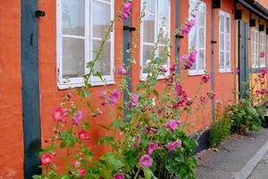 svaneke on Bornholm island photo