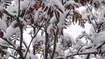 Snow falls from branches and leaves of mountain ash, HDR footage video