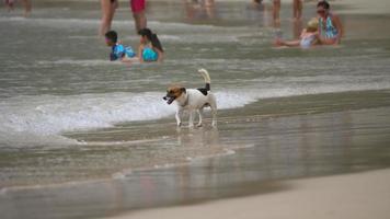 PHUKET, THAILAND NOVEMBER 21, 2018 - Jack Russell Terrier dogs walking on the beach