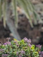 the canary island lanzarote in spain photo