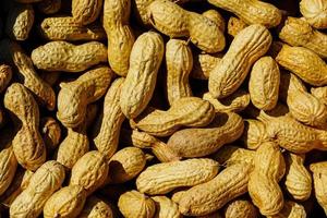 a stack of different nut tree fruits photo