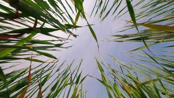 piante verdi del raccolto di grano di vista di angolo basso in tempo ventilato con il fondo del cielo blu