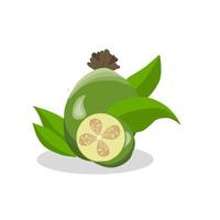 Illustration of feijoa fruit.Feijoa fruit icon.Fruits vector