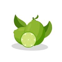 ilustración de una fruta de lima .icono de fruta de lima.frutas vector