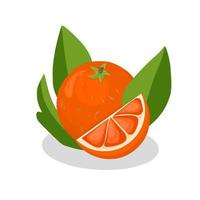 Orange fruit illustration image.Orange fruit icon.Fruits vector