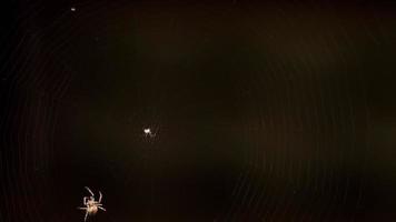 Spider weaves a web in summer evening video