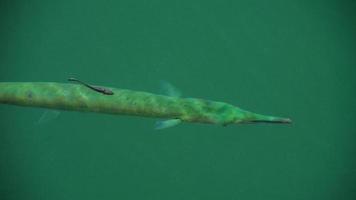 Big Needlefish -poisson long tom- sous la surface de la mer, Singapour video