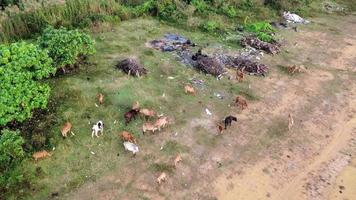 Aerial view group of cows stay beside rubbish video