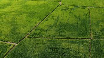 Aerial green paddy field video