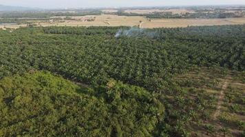 Drone view burning of crop in oil palm plantation video