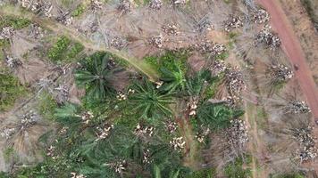 vue descendante aérienne vers le bas pelle bulldozer huile de palme video