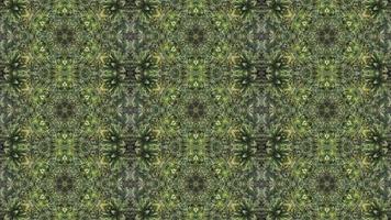 padrão de simetria animação abstrata de folha de palmeira video