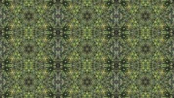 Symmetry pattern palm leave abstract animation video