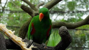 perroquet eclectus vert manger de la canne à sucre à la branche d'arbre video