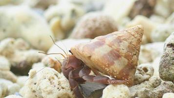 großer einsiedlerkrebs, der auf den strand, thailand, similan-inseln kriecht video