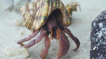 grande caranguejo eremita rastejando na praia, tailândia, ilhas similan